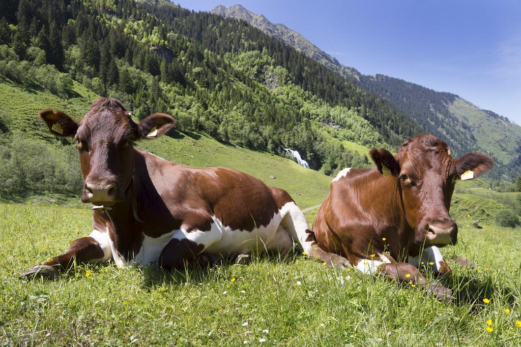 Garni Roesslhof Hotel Hollersbach im Pinzgau Exterior foto